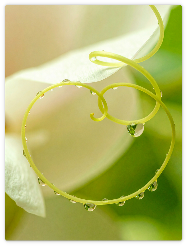 Passionsblume