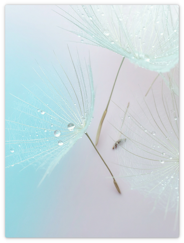 Pusteblumen Samen