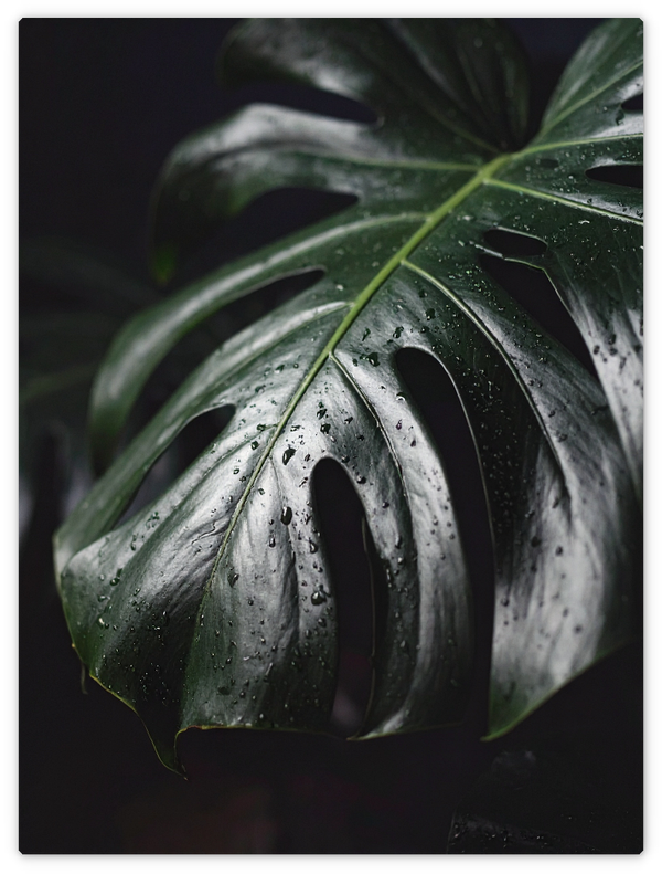 Monstera Blatt