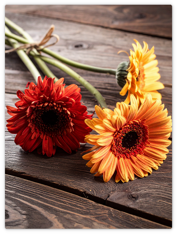 Gerberas
