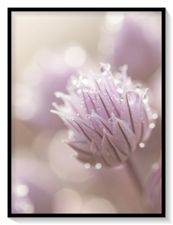 Chive Blossom