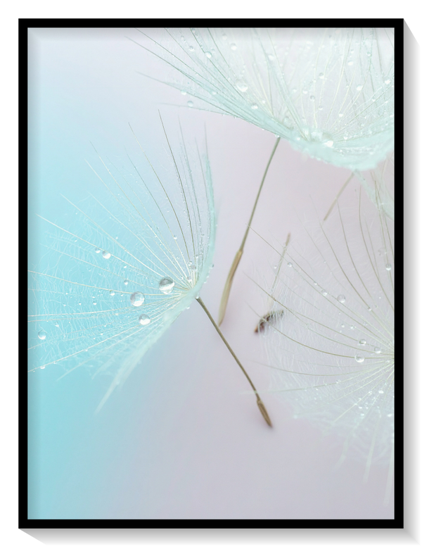 Dewdrops