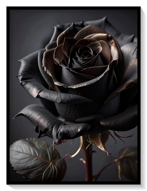 Dark Rose