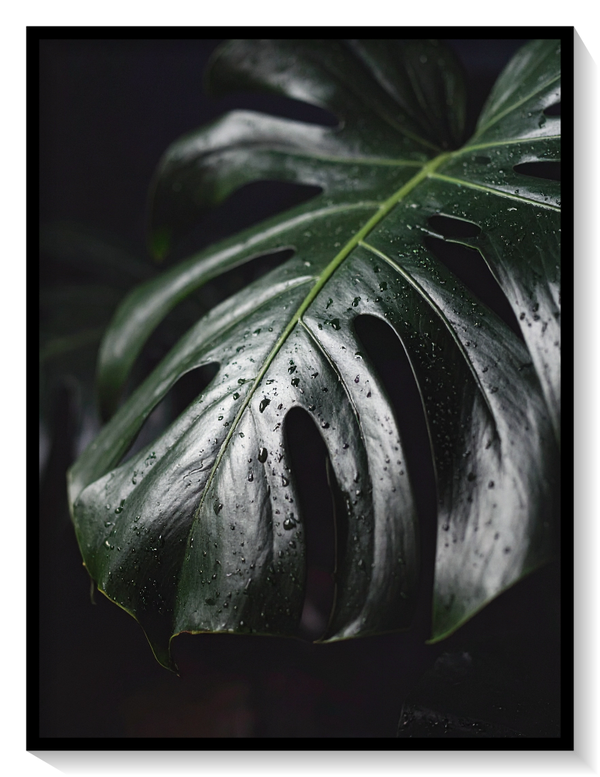 Monstera Deliciosa