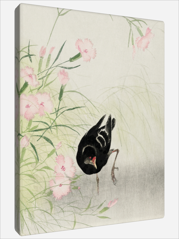 "Moorhen at Flowering"