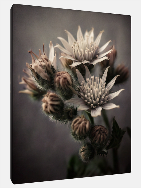 MoonCats "Thistle Flowers"