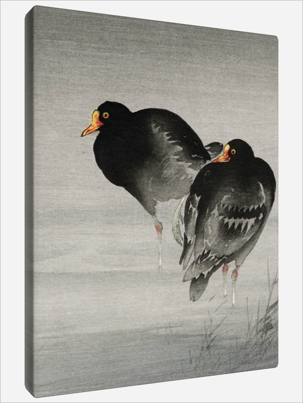 "Two Moorhens"