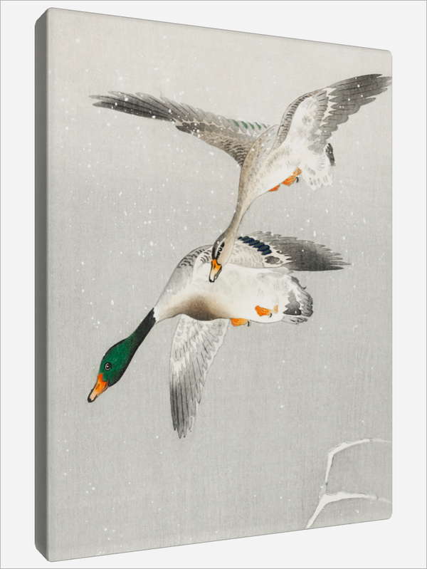 "Two wild Ducks"