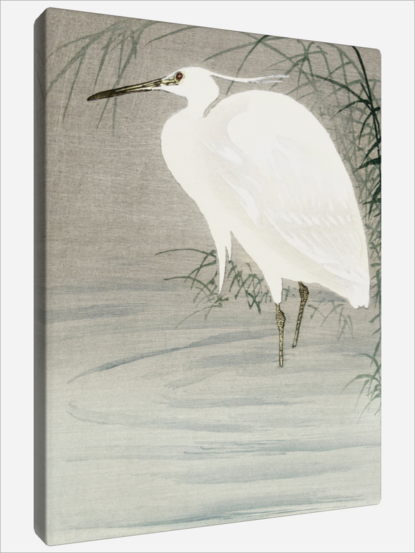 "Little Egret"