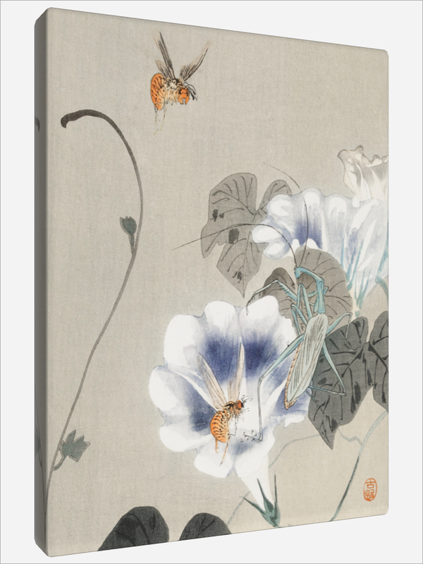 "Insects near Bindweed"