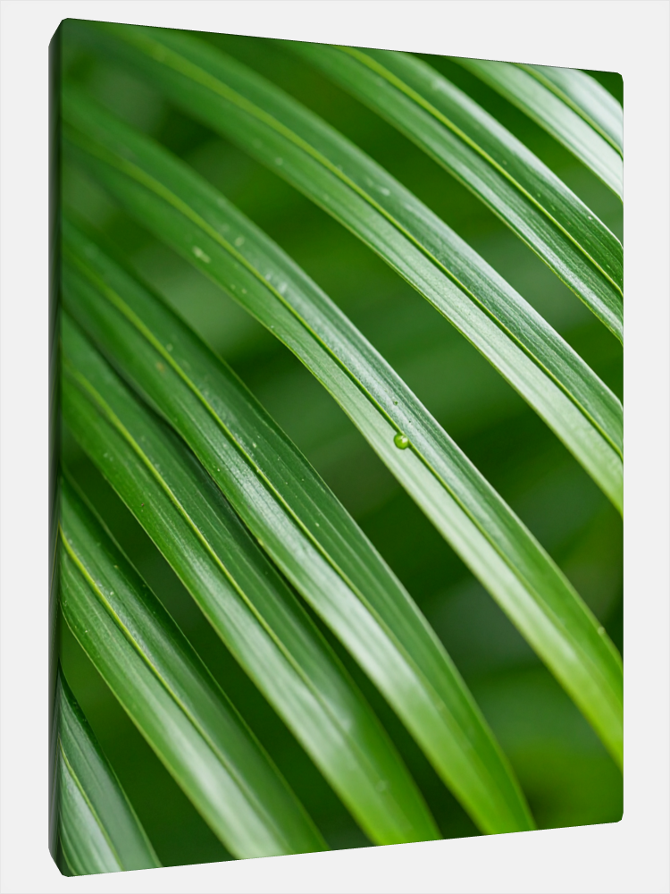 MoonCats "Palm Leave"