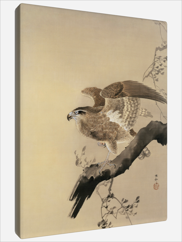"Hawk"