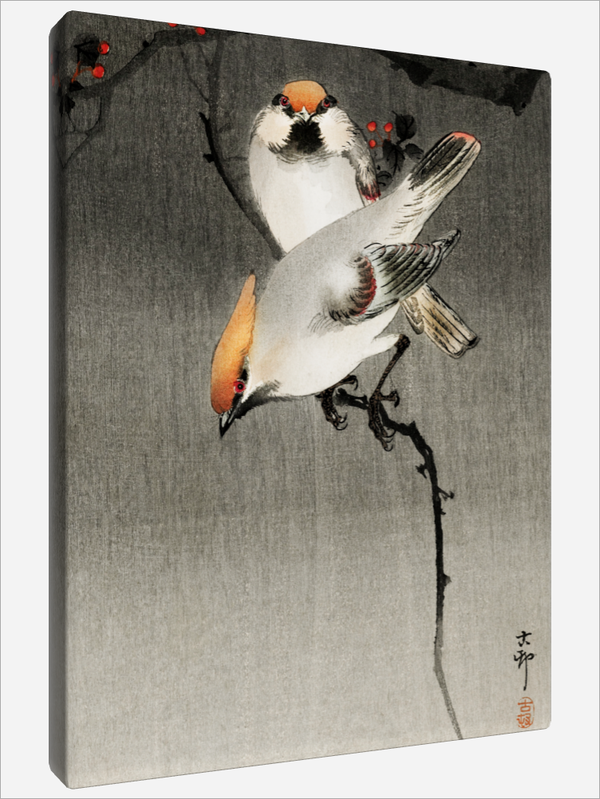 "Bohemian waxwing Birds"