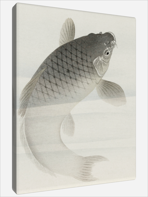 "Carp"