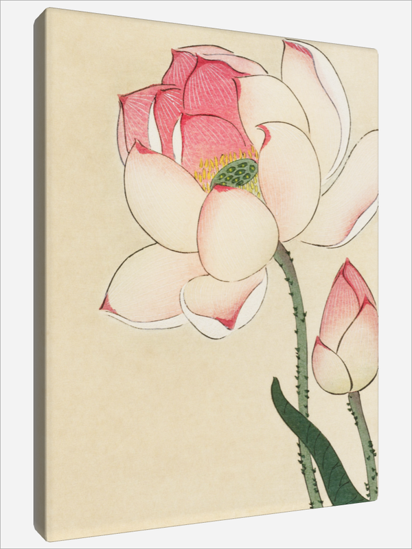 "Lotus Flowers"