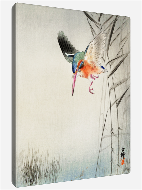 "Kingfisher hunting for Fish"
