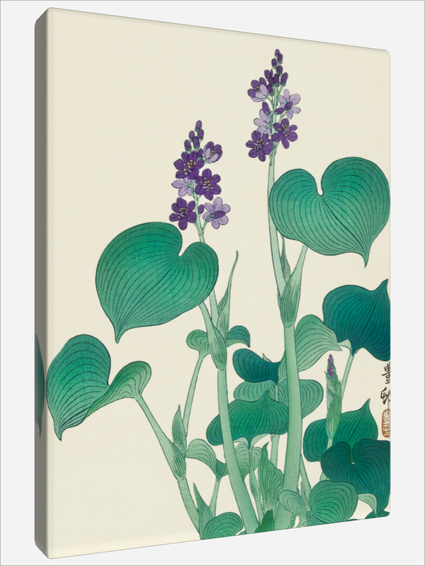"Blooming Hosta"