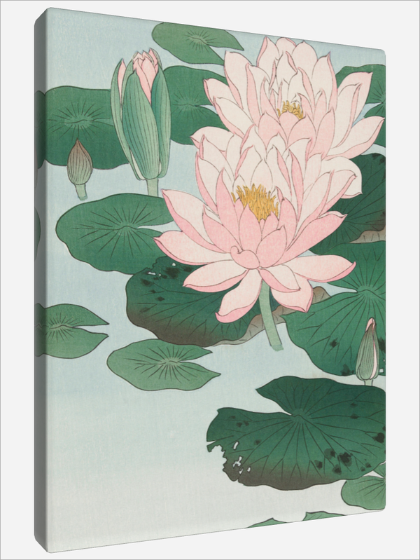 "Water Lily"