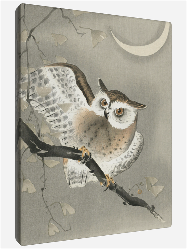 "Owl in Ginkgo"