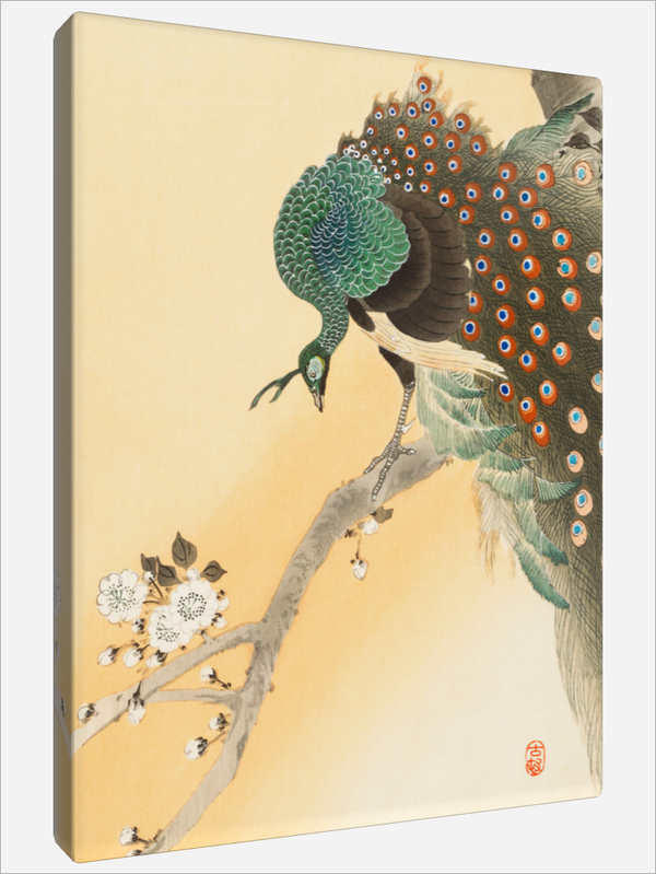 "Peacock"