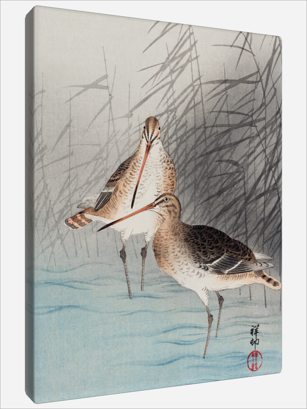 "Two bar tailed Godwits"