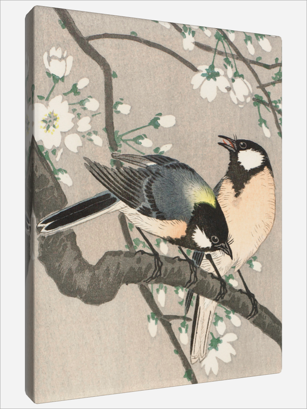 "Tits on Cherry Branch"