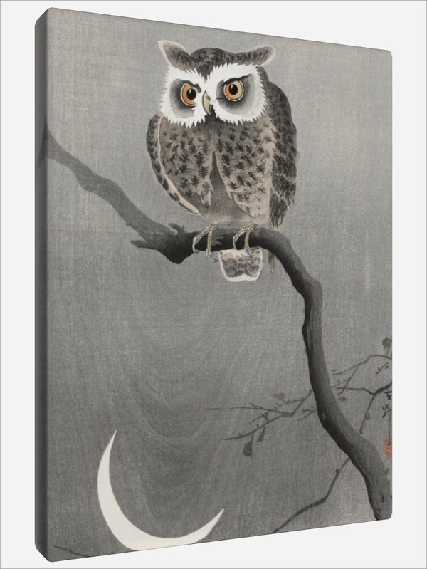 "Long eared Owl"