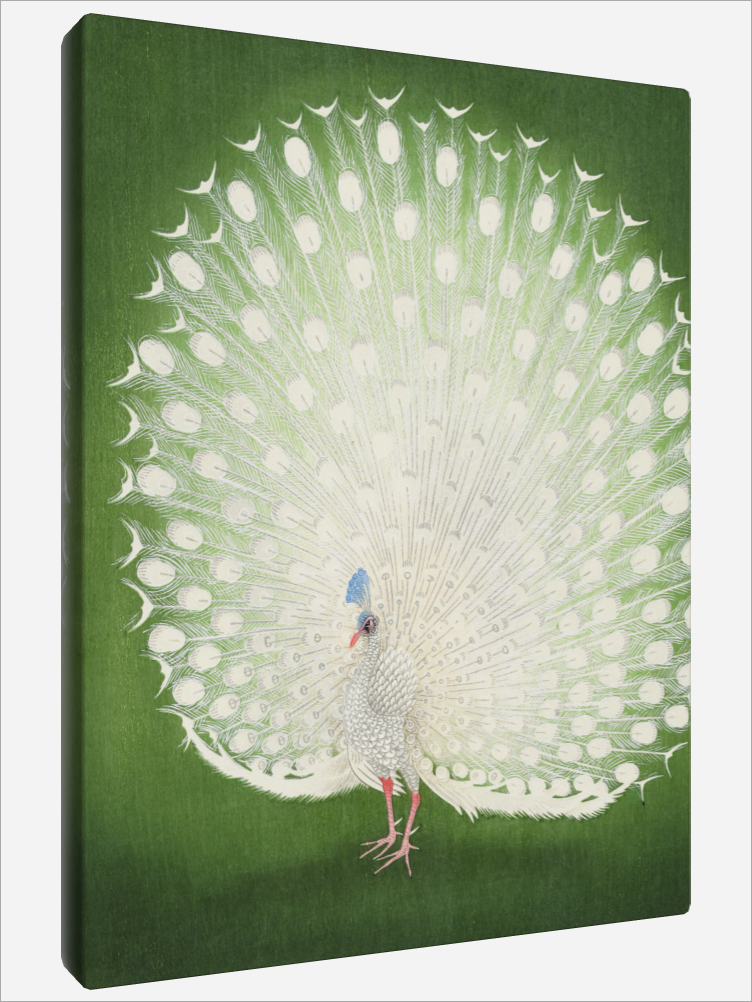 "Peacock"