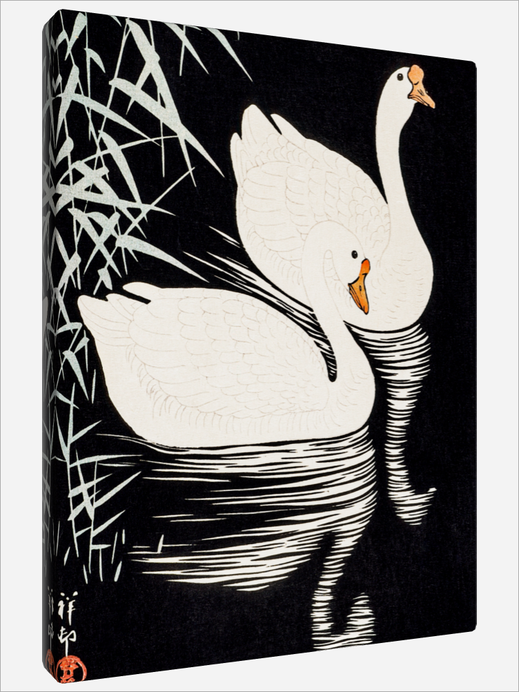 "White Chinese Geese"