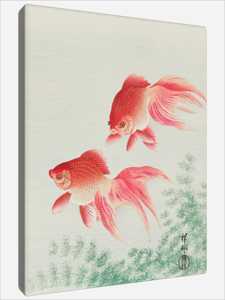 "Two veil Goldfish"