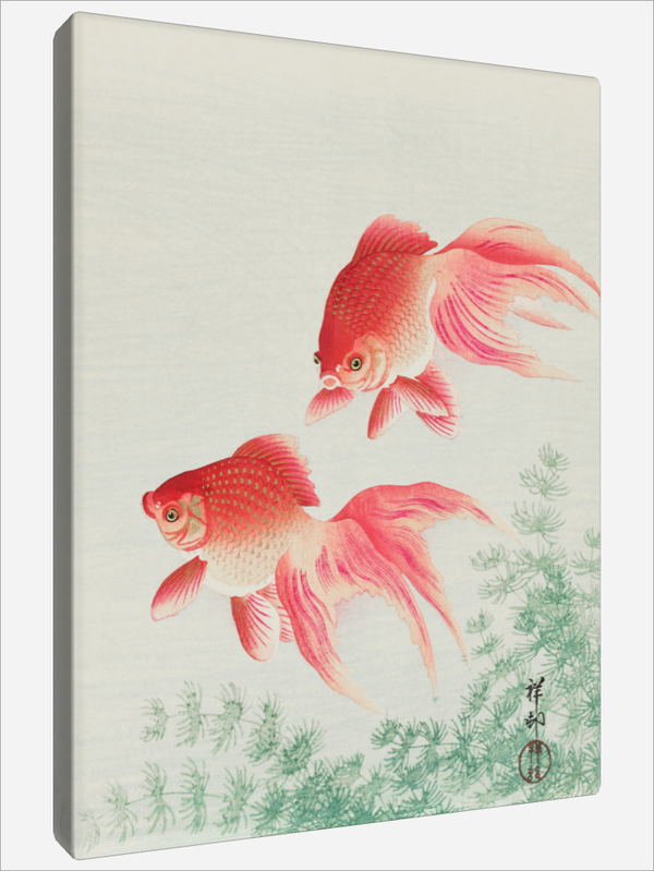 "Two veil Goldfish"