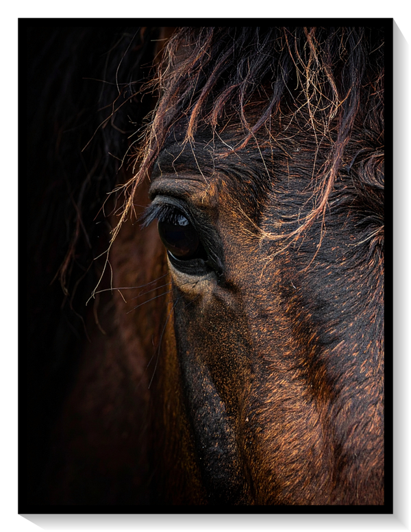 Horse Face