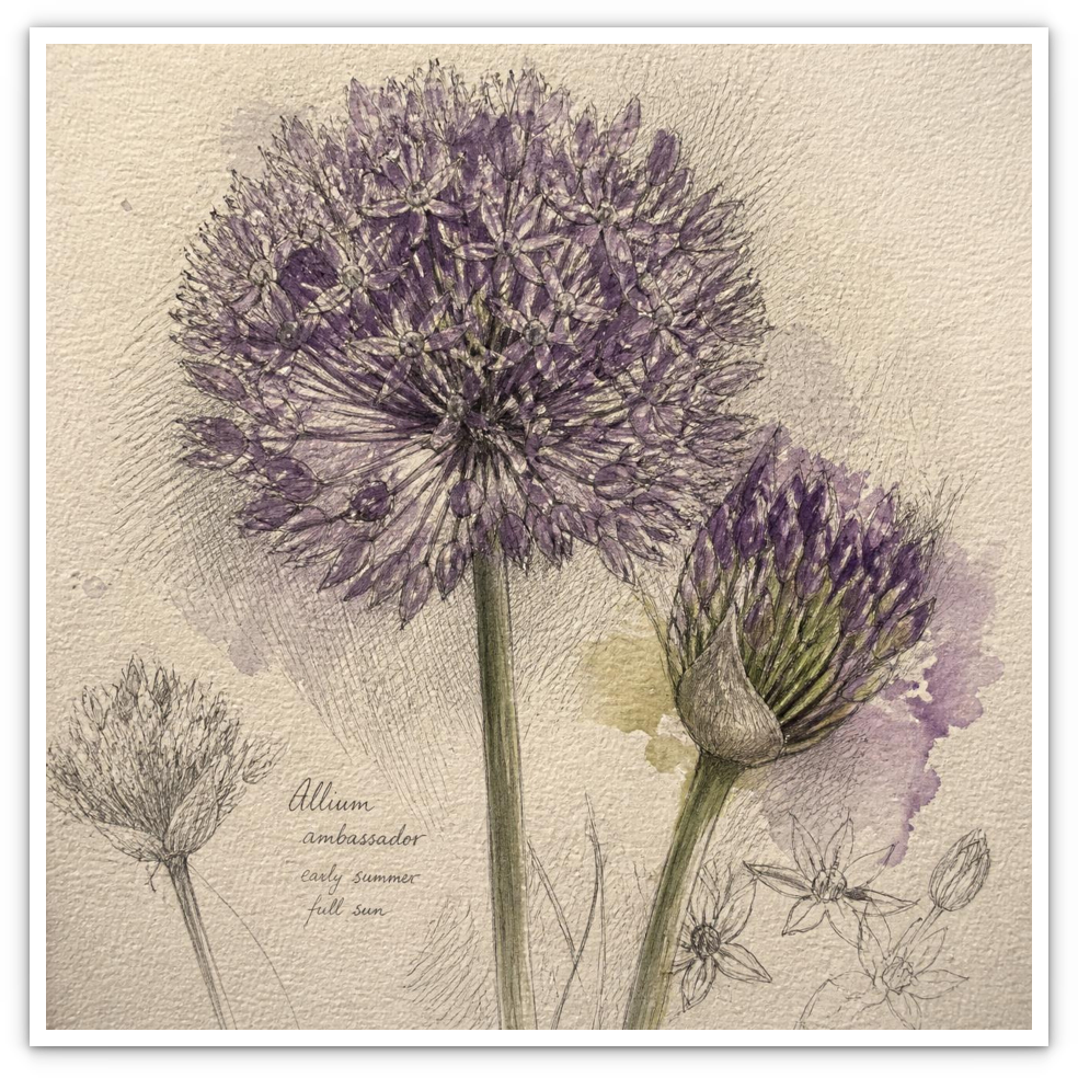 Allium