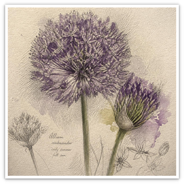 Allium