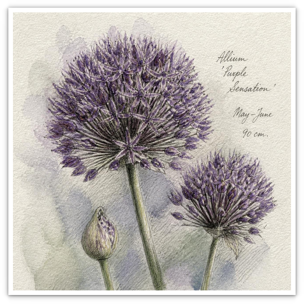 Allium