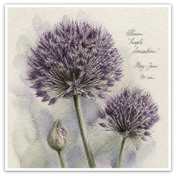 Allium