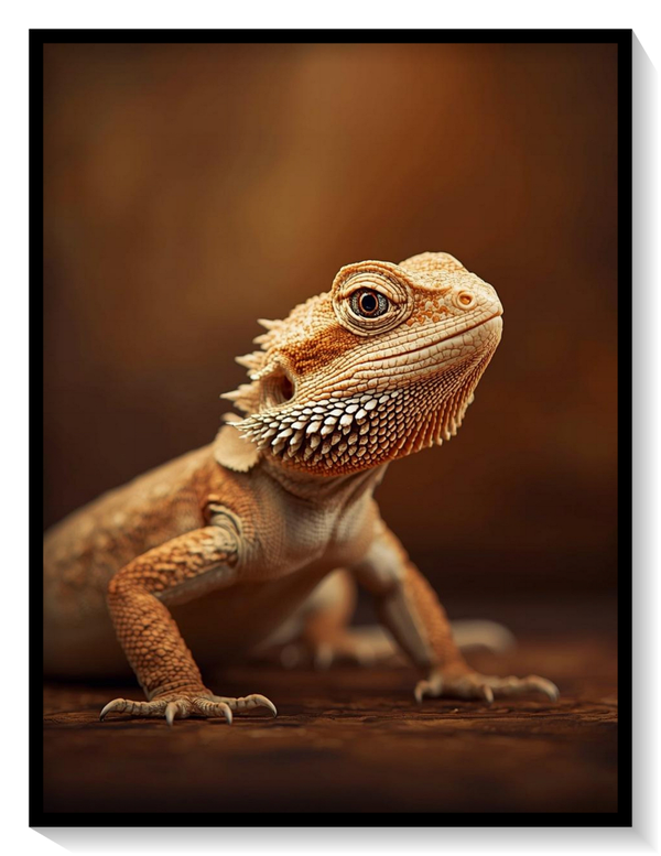 Pogona Vitticeps