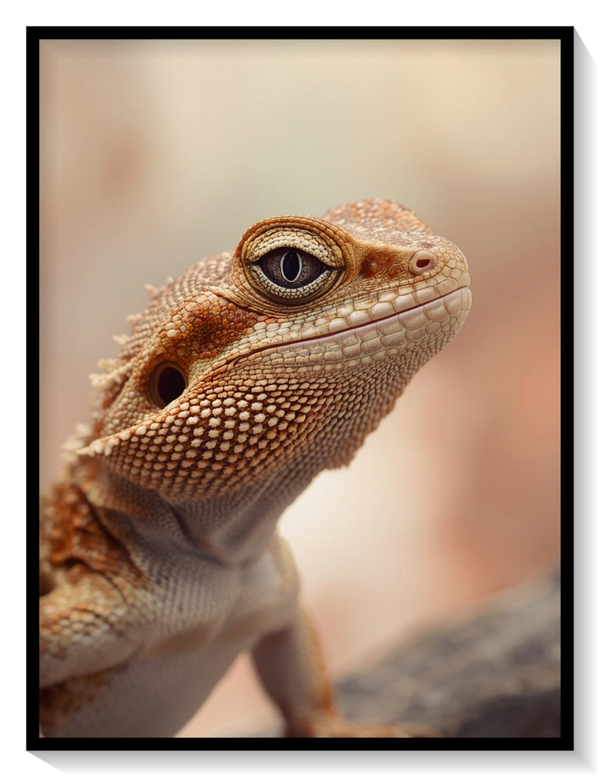 Bearded Dragon