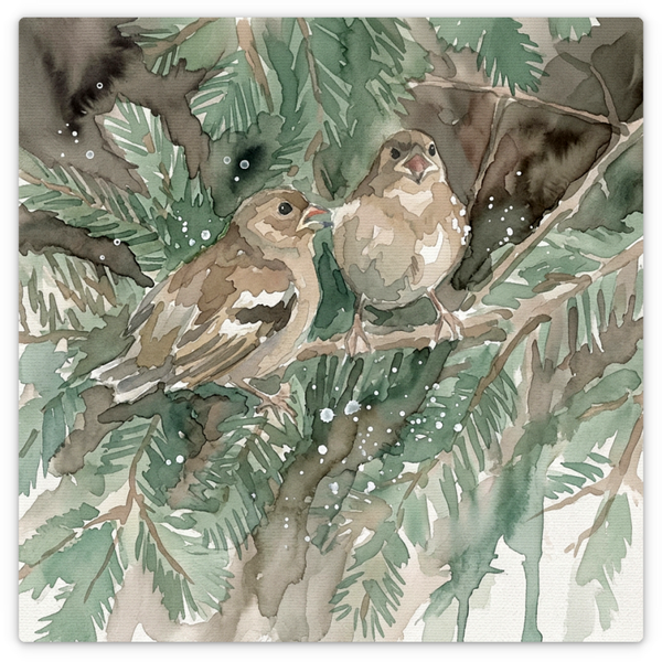 Young Chaffinch