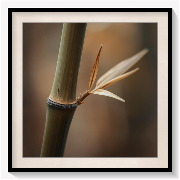 Phyllostachys Aurea
