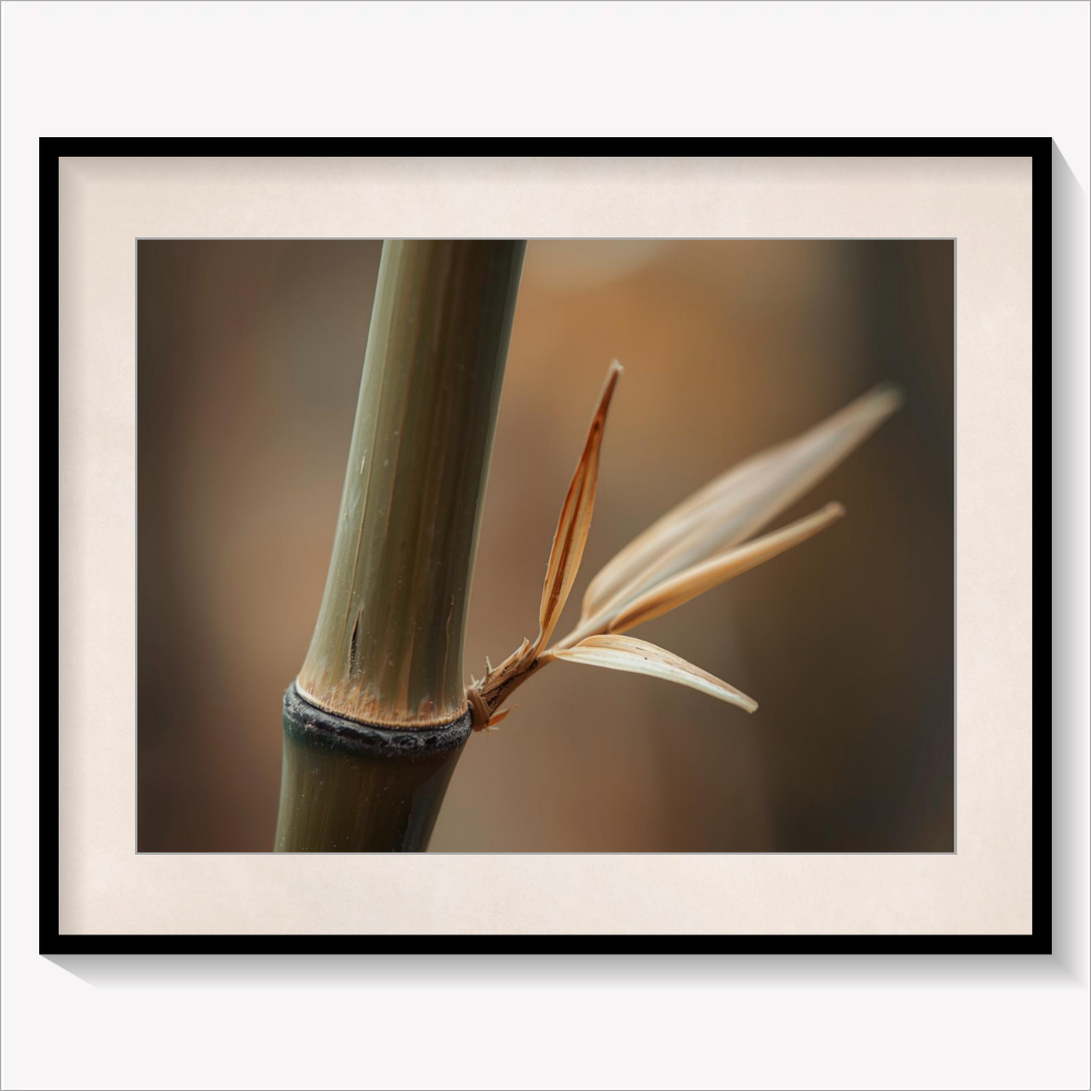 Phyllostachys Aurea