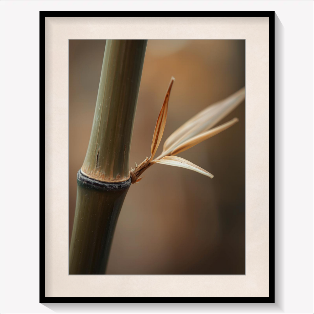 Phyllostachys Aurea