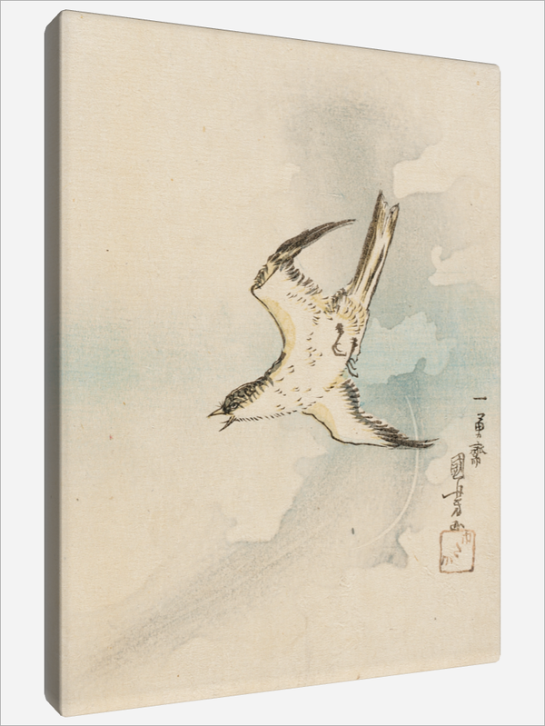 "Oriental Cuckoo"