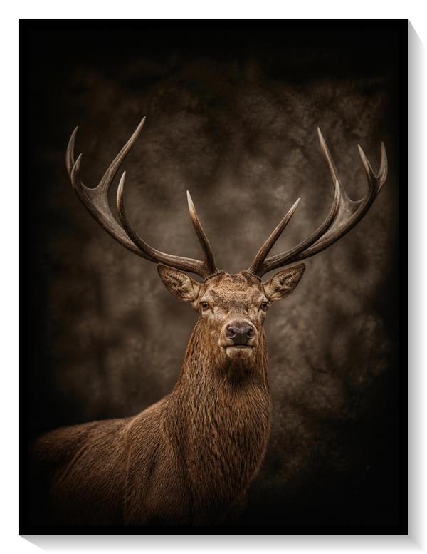 King of the Forest