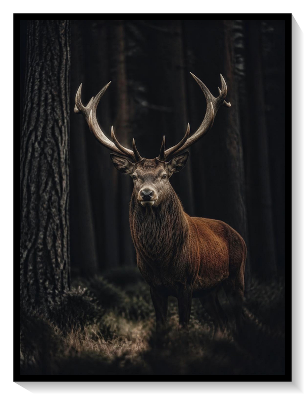 Wild Deer