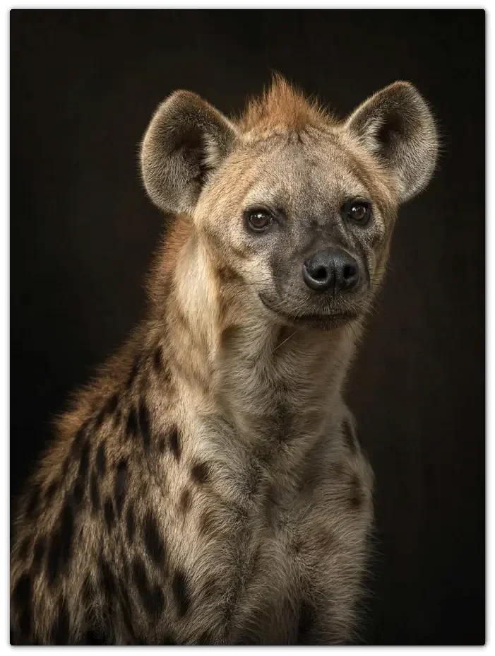 Leinwand Kunstdruck | Africa