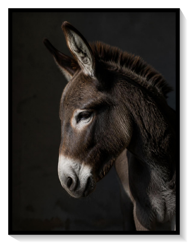 Long Ears