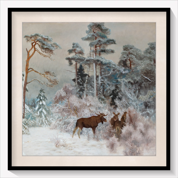 Moose in Winter