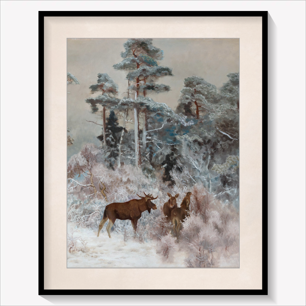 Moose in Winter