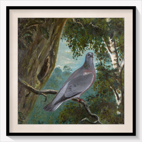Stock Dove
